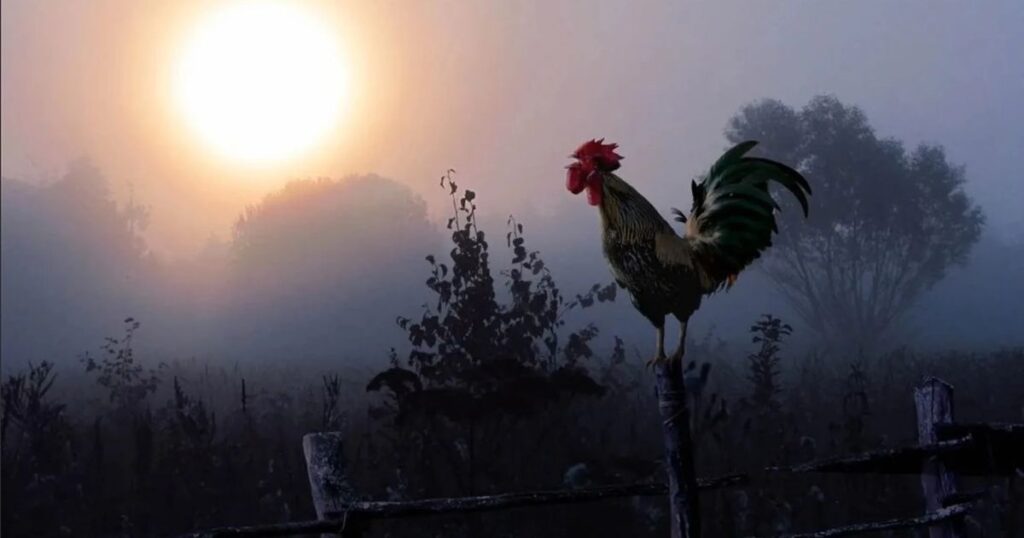 Biblical Significance of Rooster Crowing