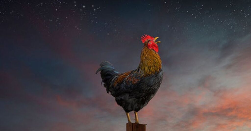 Spiritual Meaning of Rooster Crowing in Different Cultures