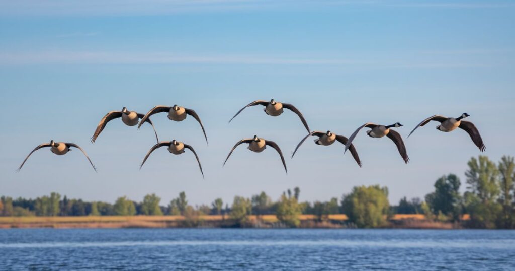 The Sacred Symbolism of Geese Across Cultures