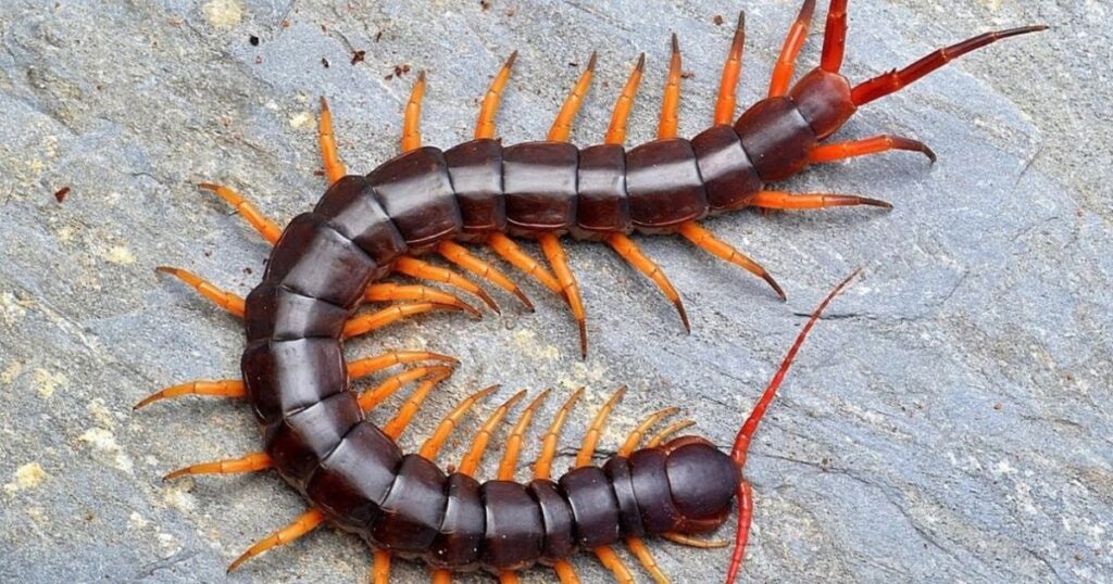 11 Spiritual Meanings of Seeing a Centipede