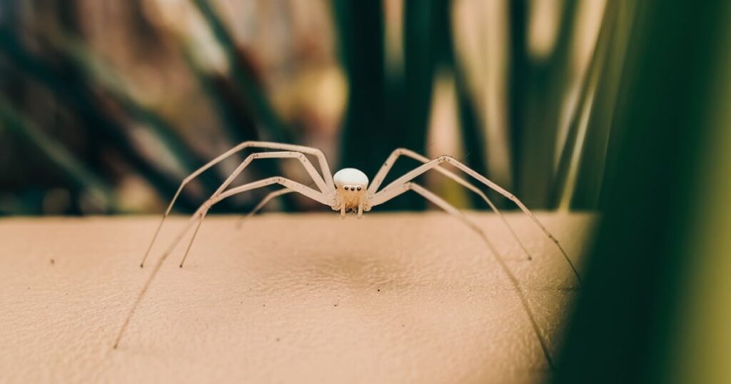 13 Spiritual Meanings of Seeing A White Spider