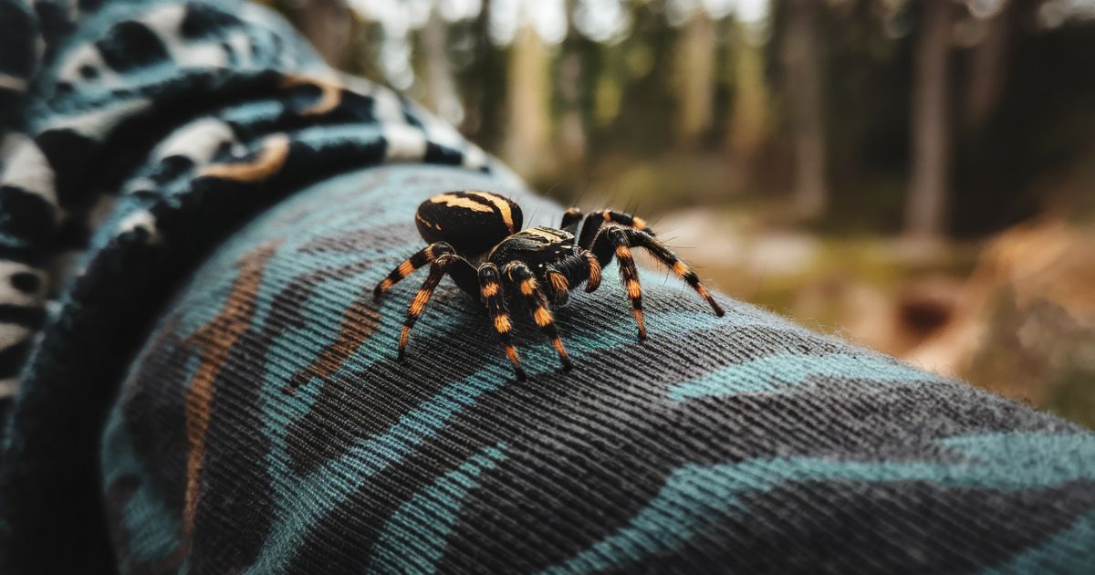 Spiritual Meaning of a Spider Crawling on You