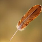 Brown Feather Meaning: Spiritual Symbolism, Messages, and Interpretations