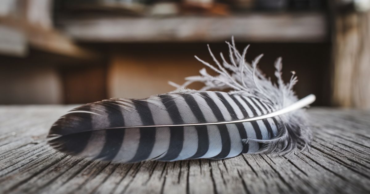 Grey and Black Feather Spiritual Meaning