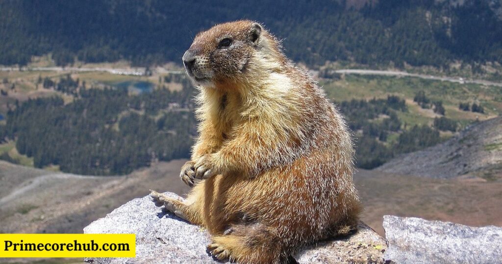 Groundhog Spiritual Meaning and Symbolism in Different Cultures