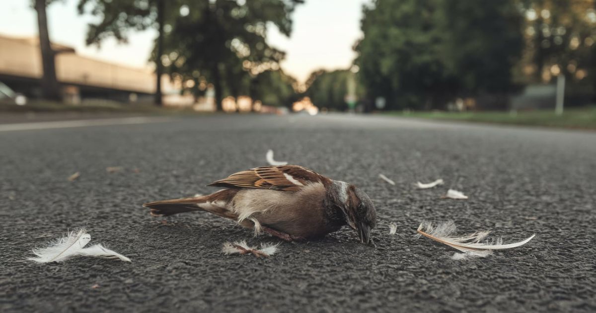 Hitting a Bird While Driving Spiritual Meanings