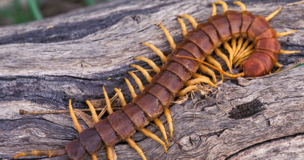 How to Work With the Spiritual Meaning of Seeing a Centipede?