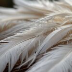 Profound Spiritual Meaning of White Feathers: A Guide to Heavenly Messages