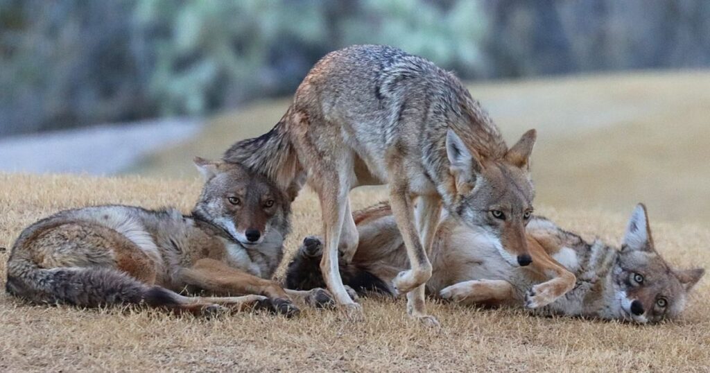 Seeing a Coyote in the Daytime Meaning