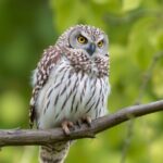 Seeing an Owl During the Day: Spiritual Meaning & Symbolism Explained