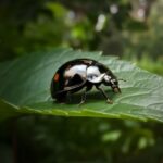 Spiritual Meaning of Black Ladybugs: Symbolism, Messages & Significance