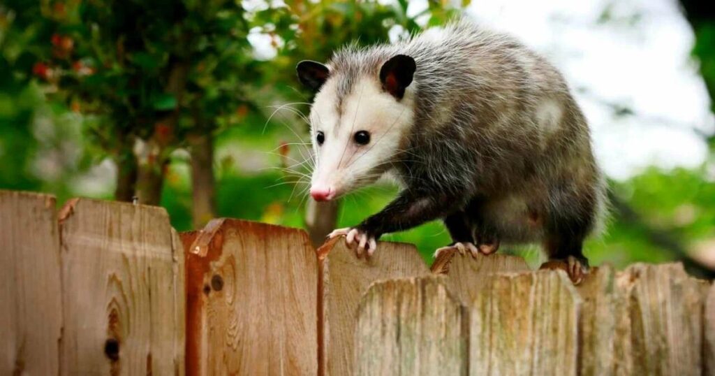 Spiritual Meaning of Possum Crossing Your Path