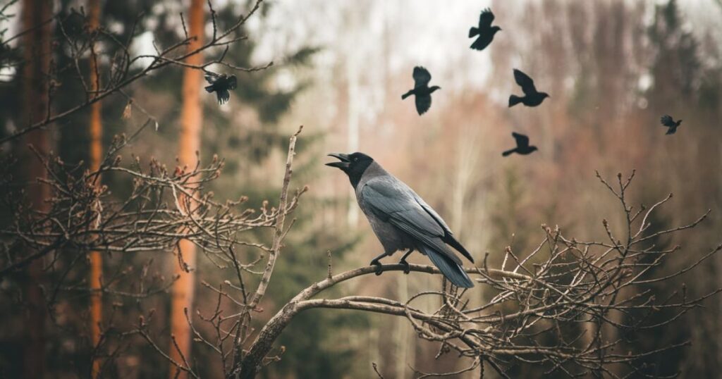 Spiritual Meanings of a Crow Cawing at You