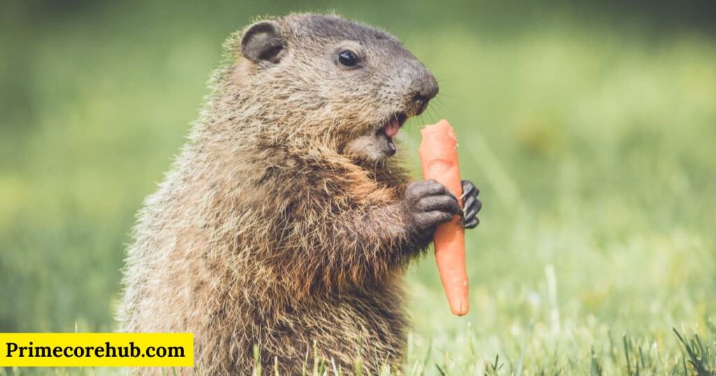 Spiritual Meanings of Encountering Groundhogs