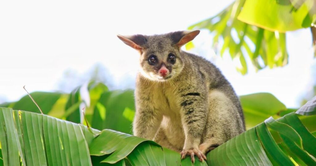 Spiritual Meanings of Seeing a Possum in Different Cultures