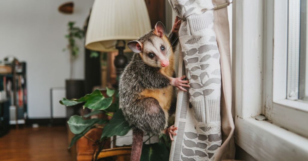 Spiritual Meanings of Seeing a Possum in Your House