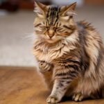 Spiritual Meanings When a Stray Cat Comes to Your House