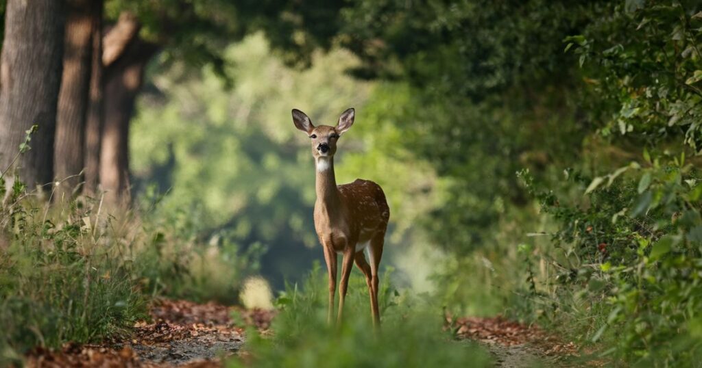 The Divine Mathematics: Multiple Deer Crossings