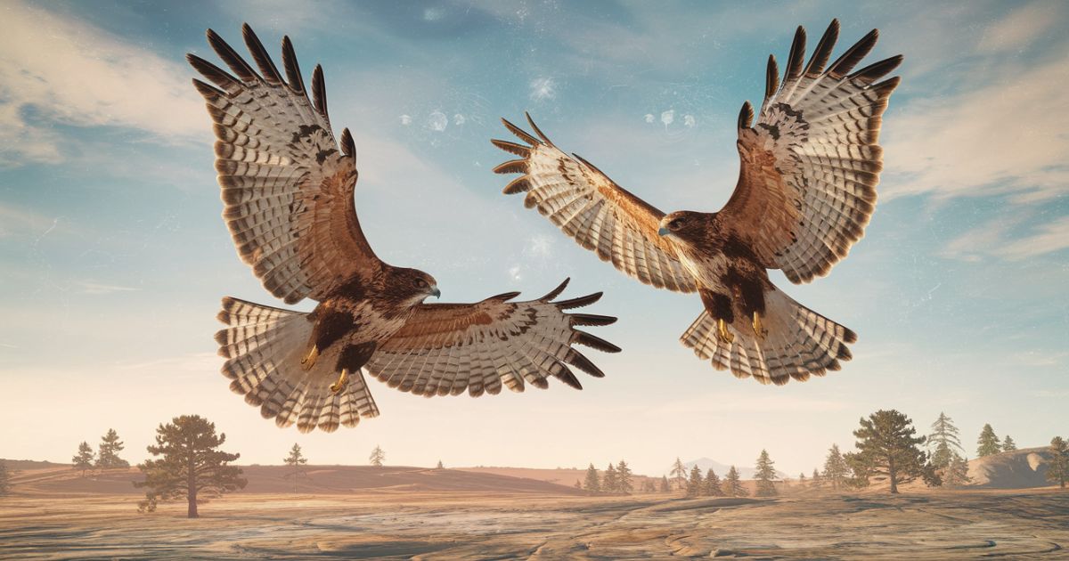 The Profound Spiritual Meaning of 2 Hawks Circling Above