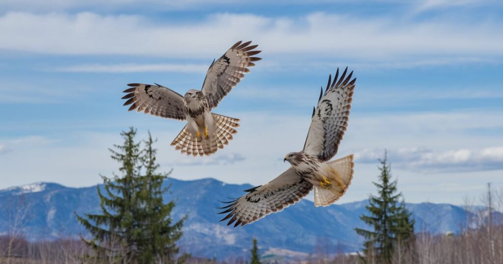 The Spiritual Significance of Two Hawks Circling