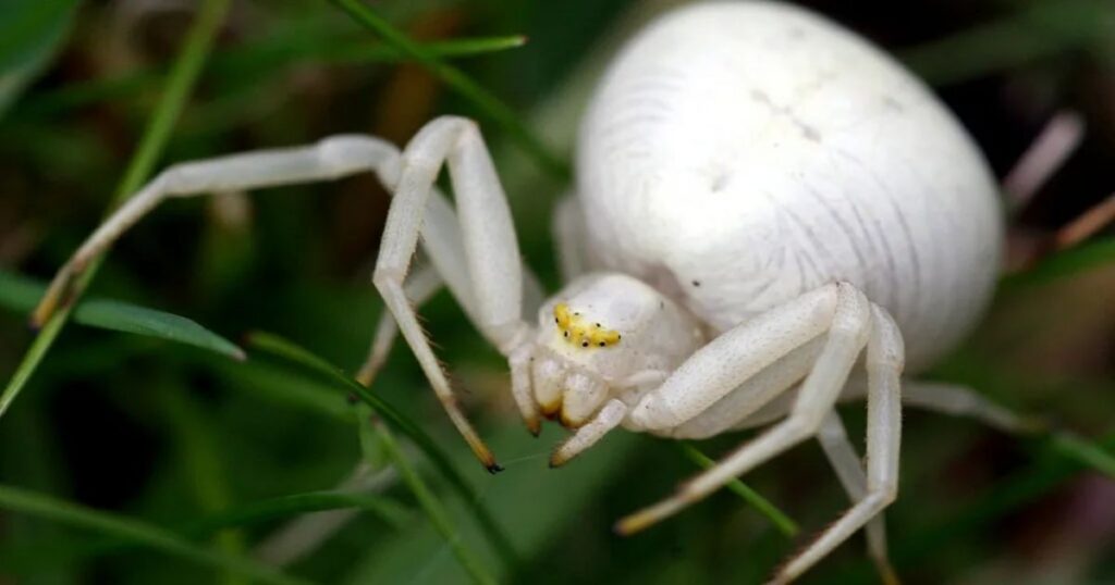 White Spider Spiritual Meanings in Different Cultures