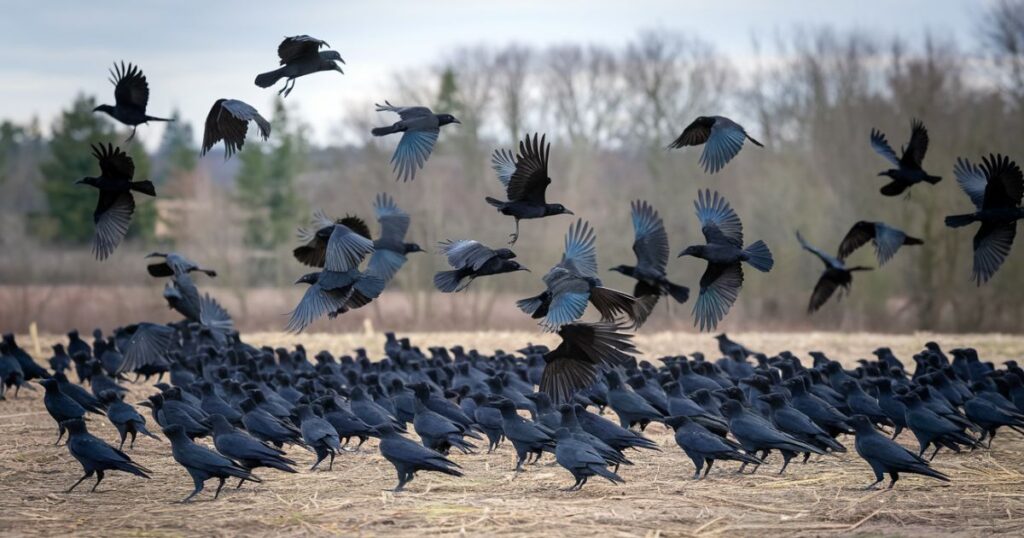 Why Do Crows Gather in Large Numbers?