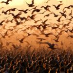 Why Do Crows Gather in Large Numbers? Spiritual Meaning & Symbolism Explained