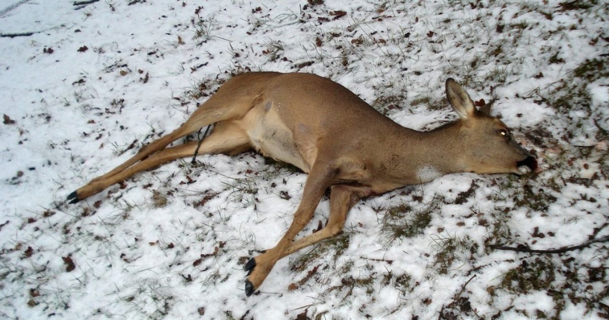 Dead Deer Spiritual Meaning: Understanding the Spiritual