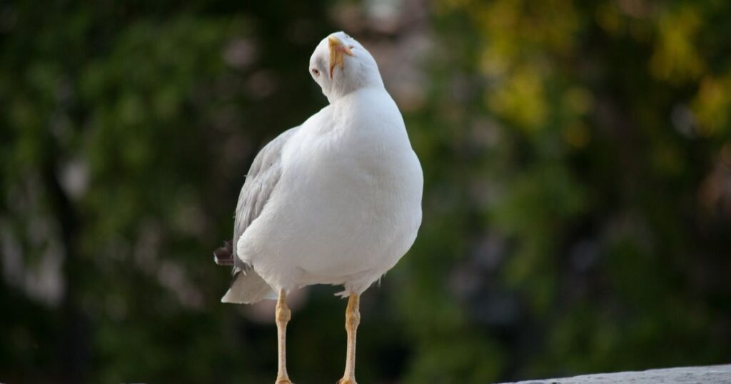 How to Make Sense of Your Encounters with White Birds?