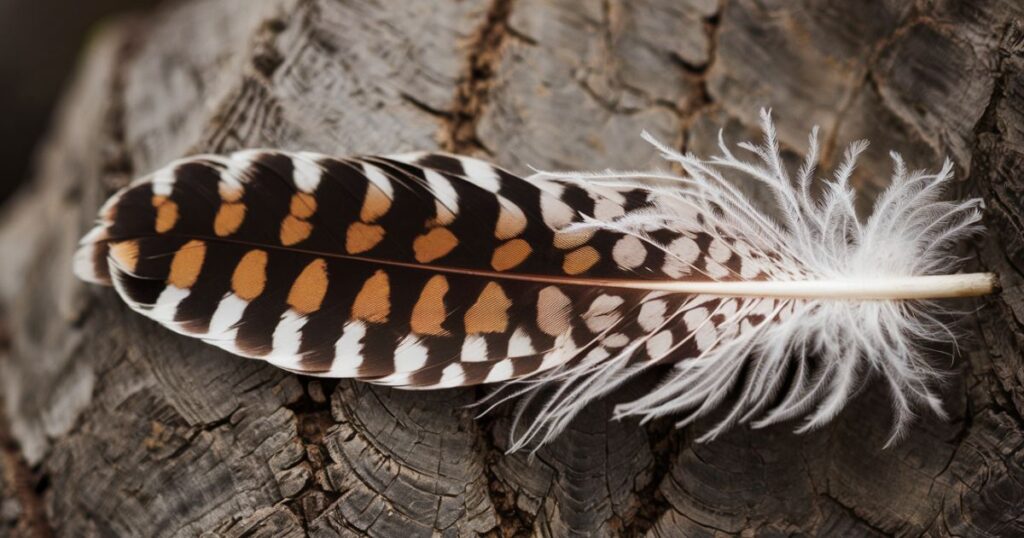 The Spiritual Meaning of Black and White Feathers Together