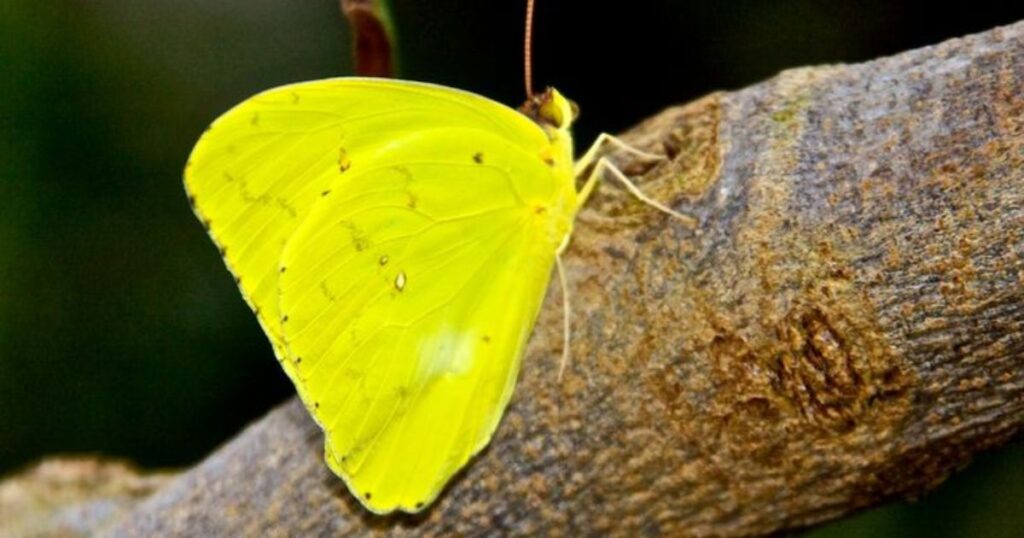 The Symbolism of Yellow Butterflies in Christian Faith