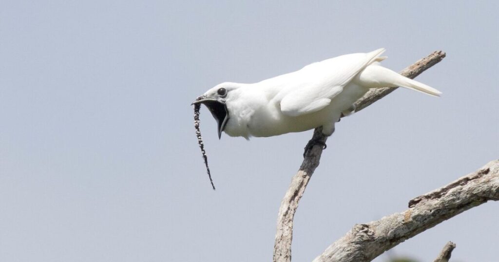 White Bird Encounters: Interpreting Their Spiritual Meaning