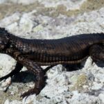 Black Lizard Spiritual Meanings: Symbolism and Mystical Insights