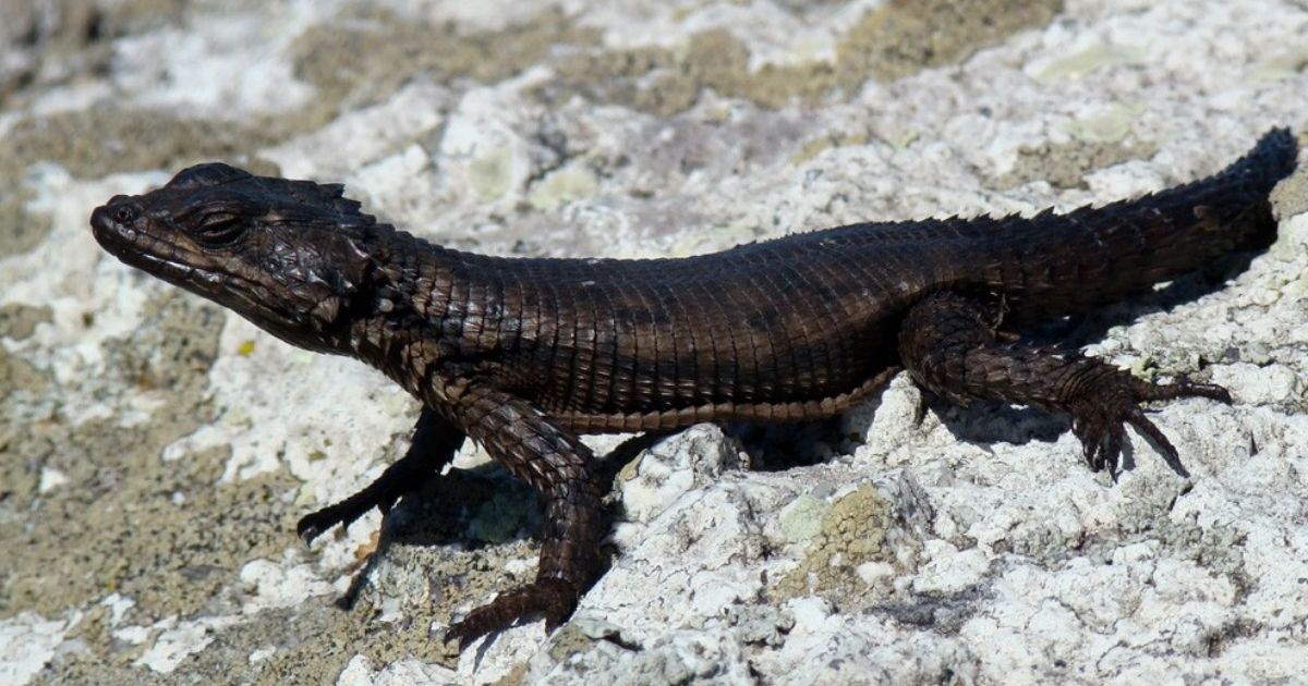 Black Lizard Spiritual Meanings: Symbolism and Mystical Insights